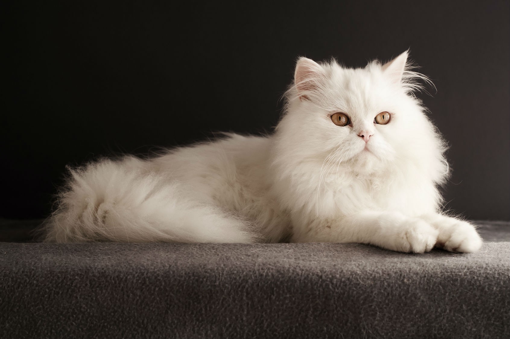波斯猫 - 品种图片