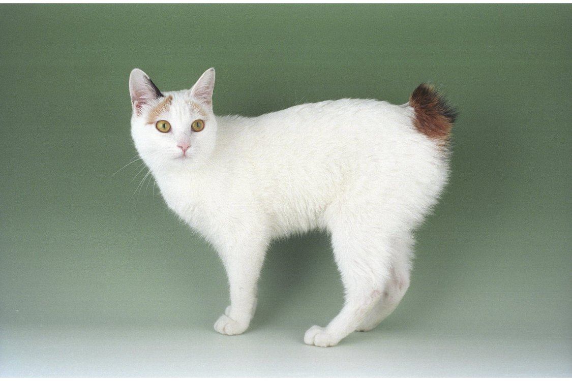 Japanese Bobtail - breed photo