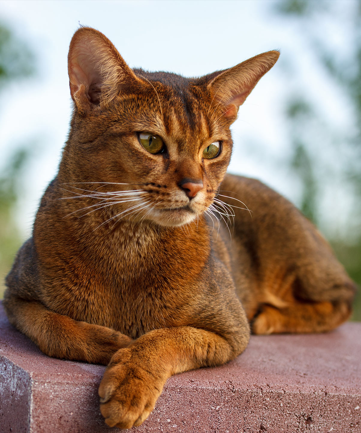 Abyssinian - breed photo