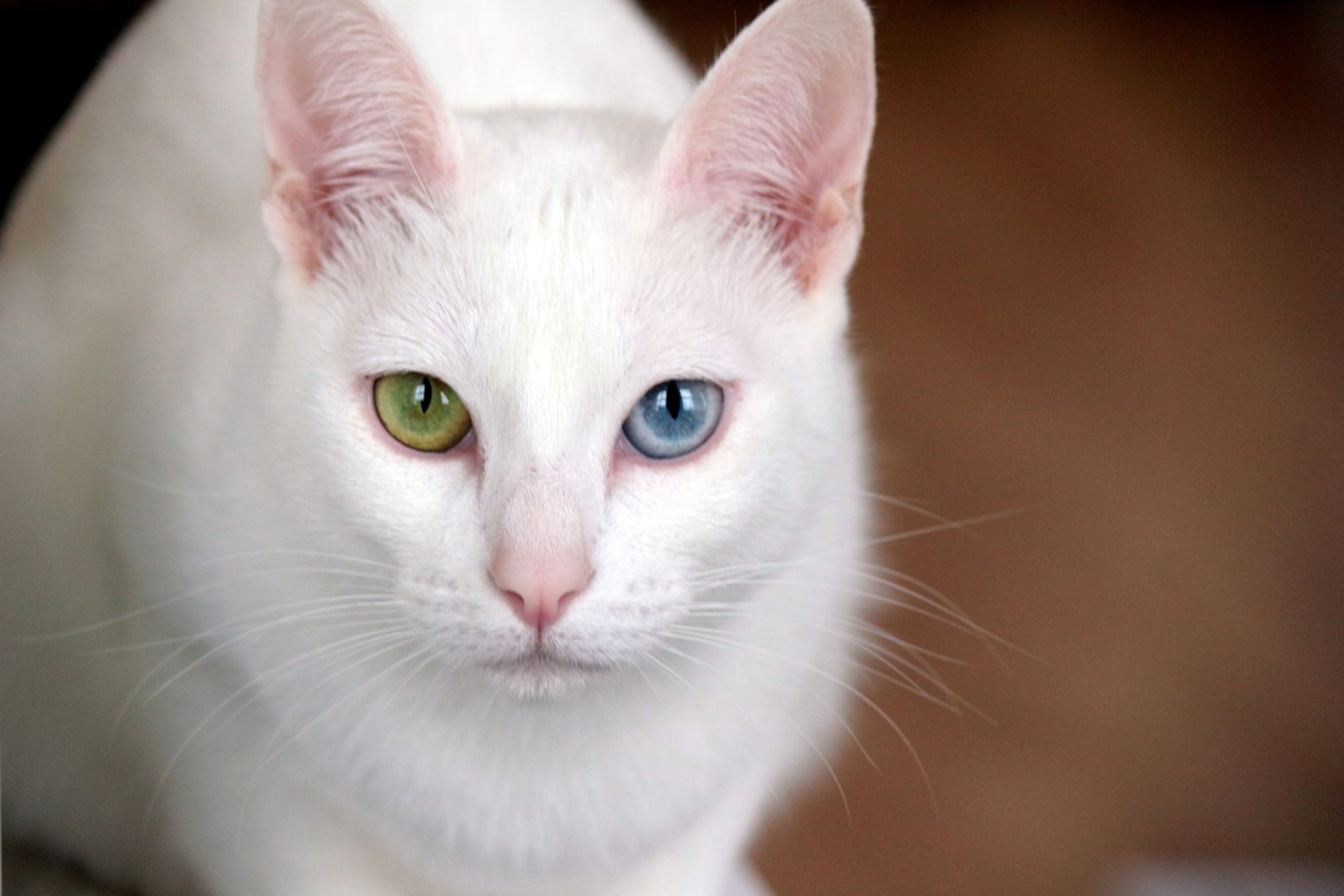 Khao Manee - breed photo
