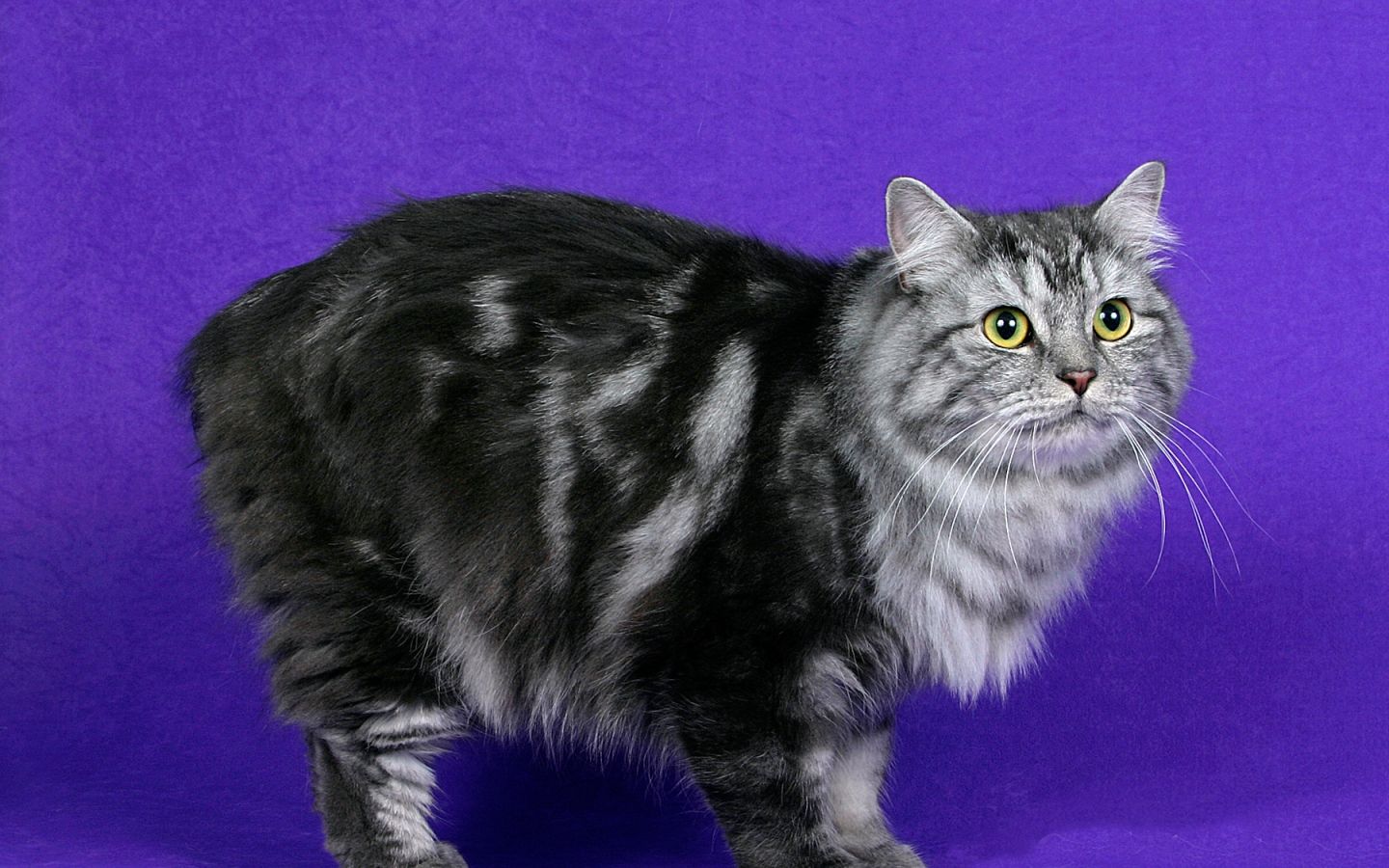 Cymric - breed photo