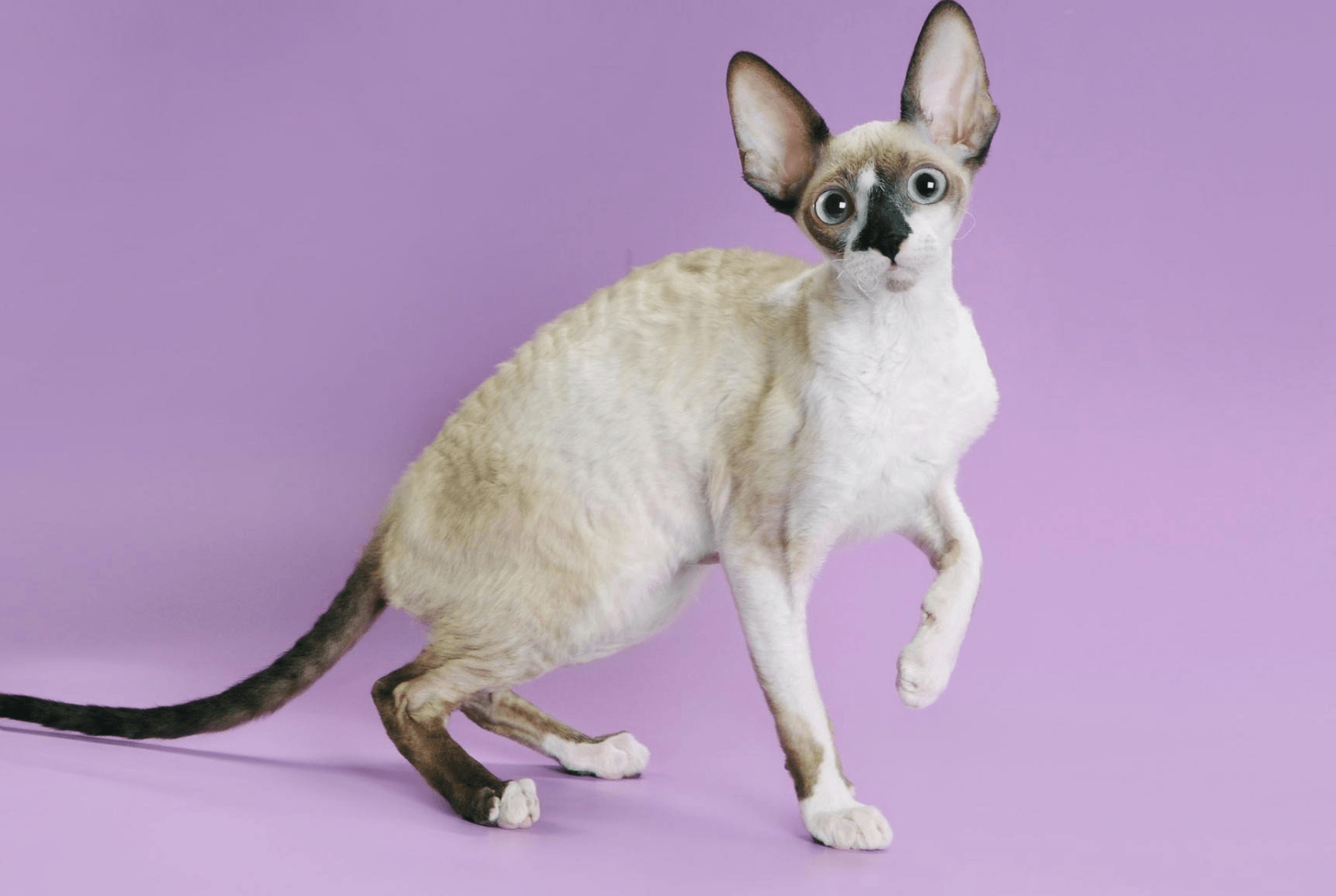 Devon Rex - breed photo