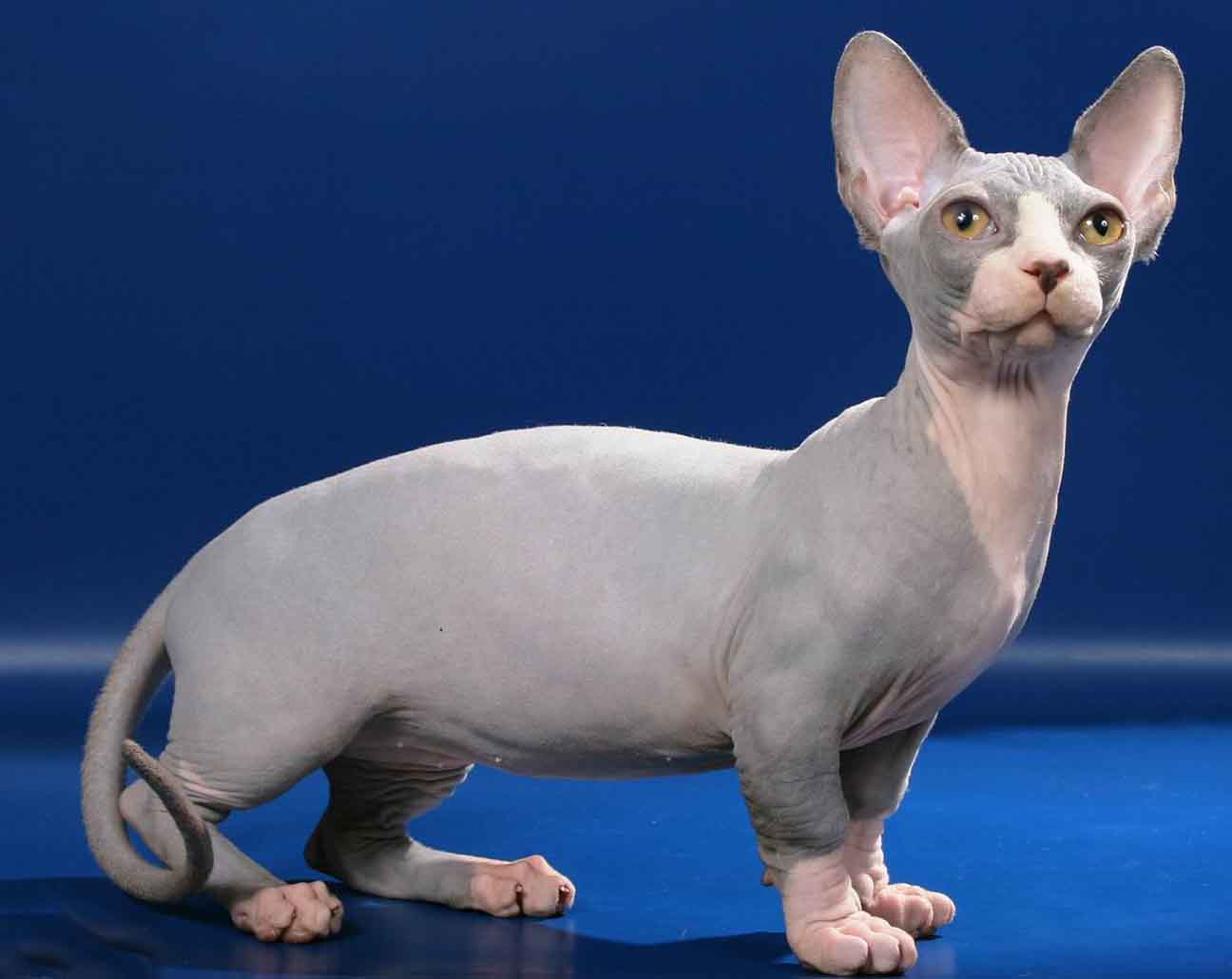 Bambino - breed photo