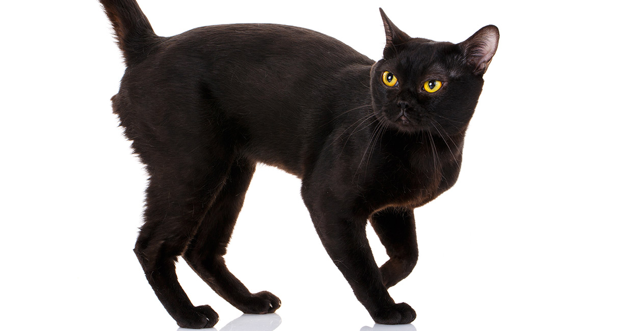 Bombay - breed photo