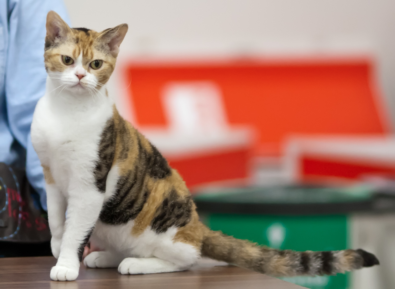 American Wirehair - breed photo