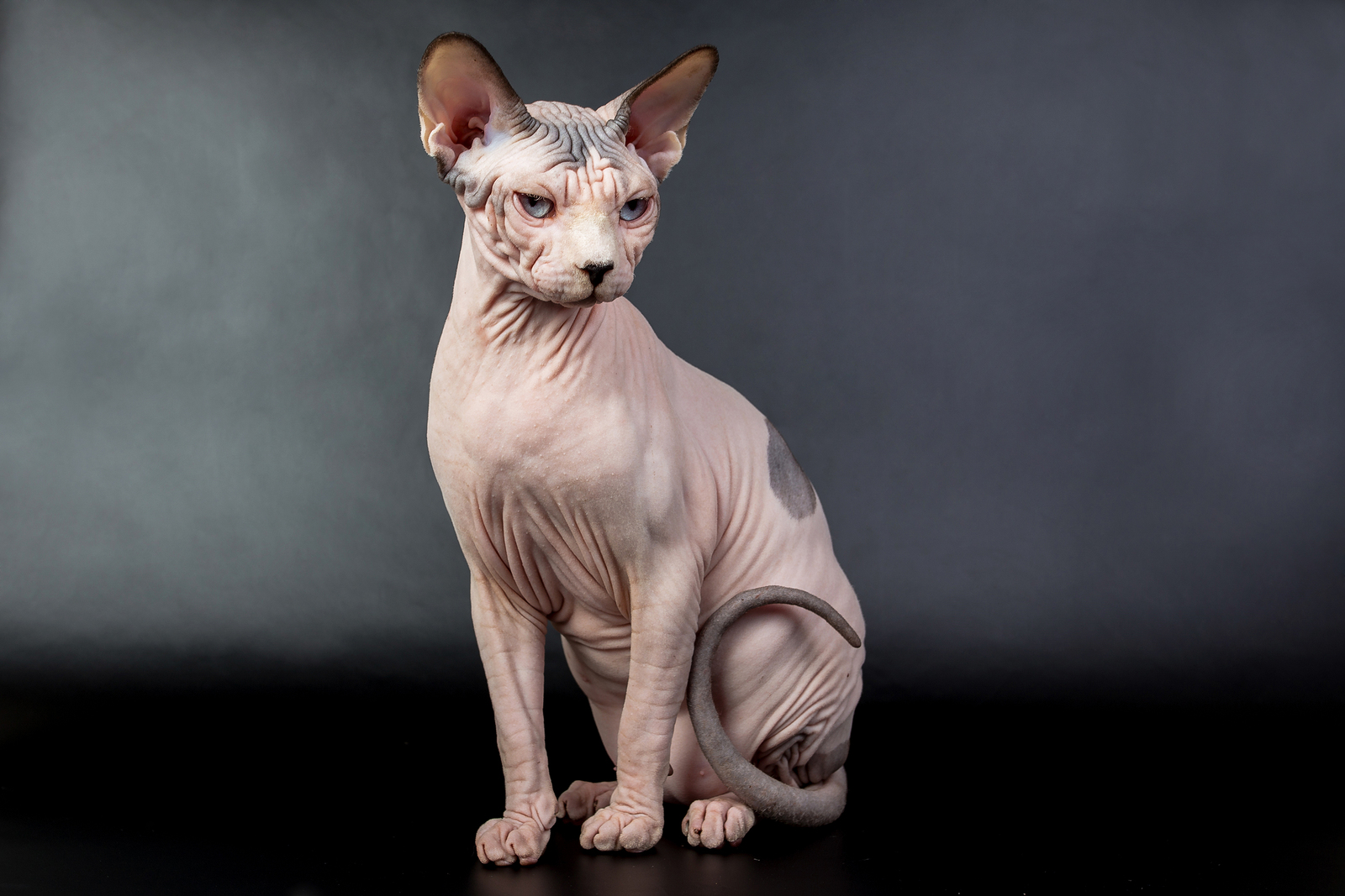 斯芬克斯无毛猫 - 品种图片