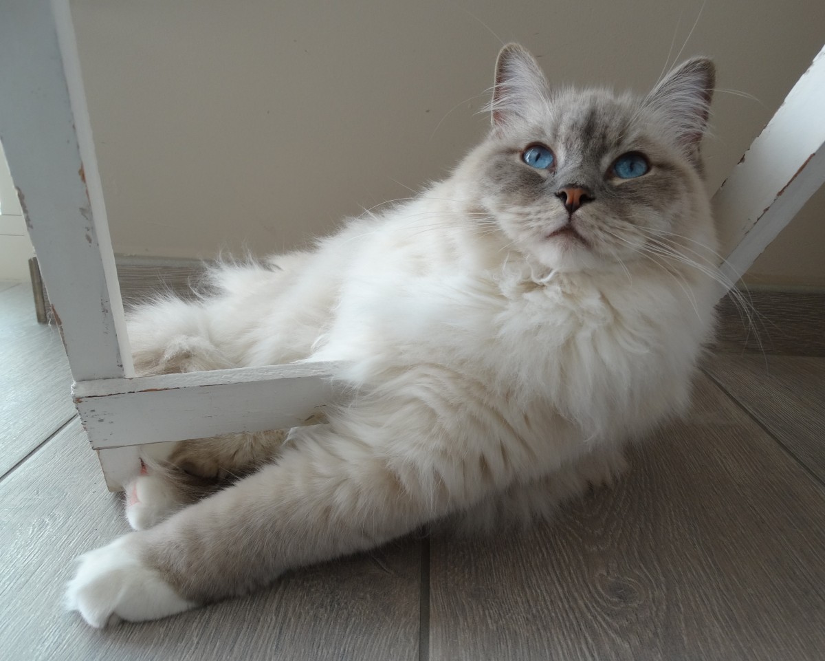 Himalayan - breed photo