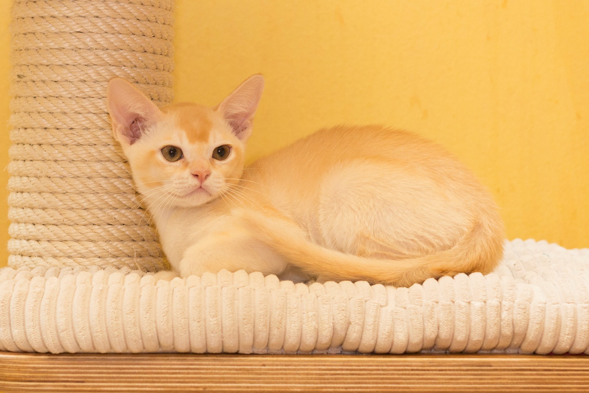 European Burmese - breed photo