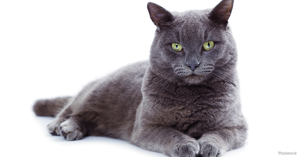 Korat - breed photo