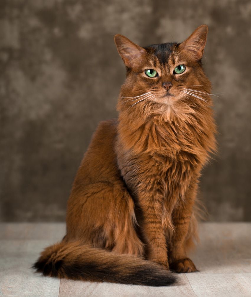 索马里猫 - 品种图片