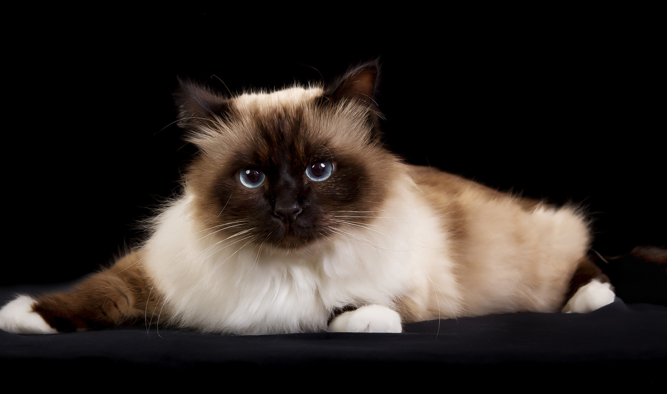 Birman - breed photo