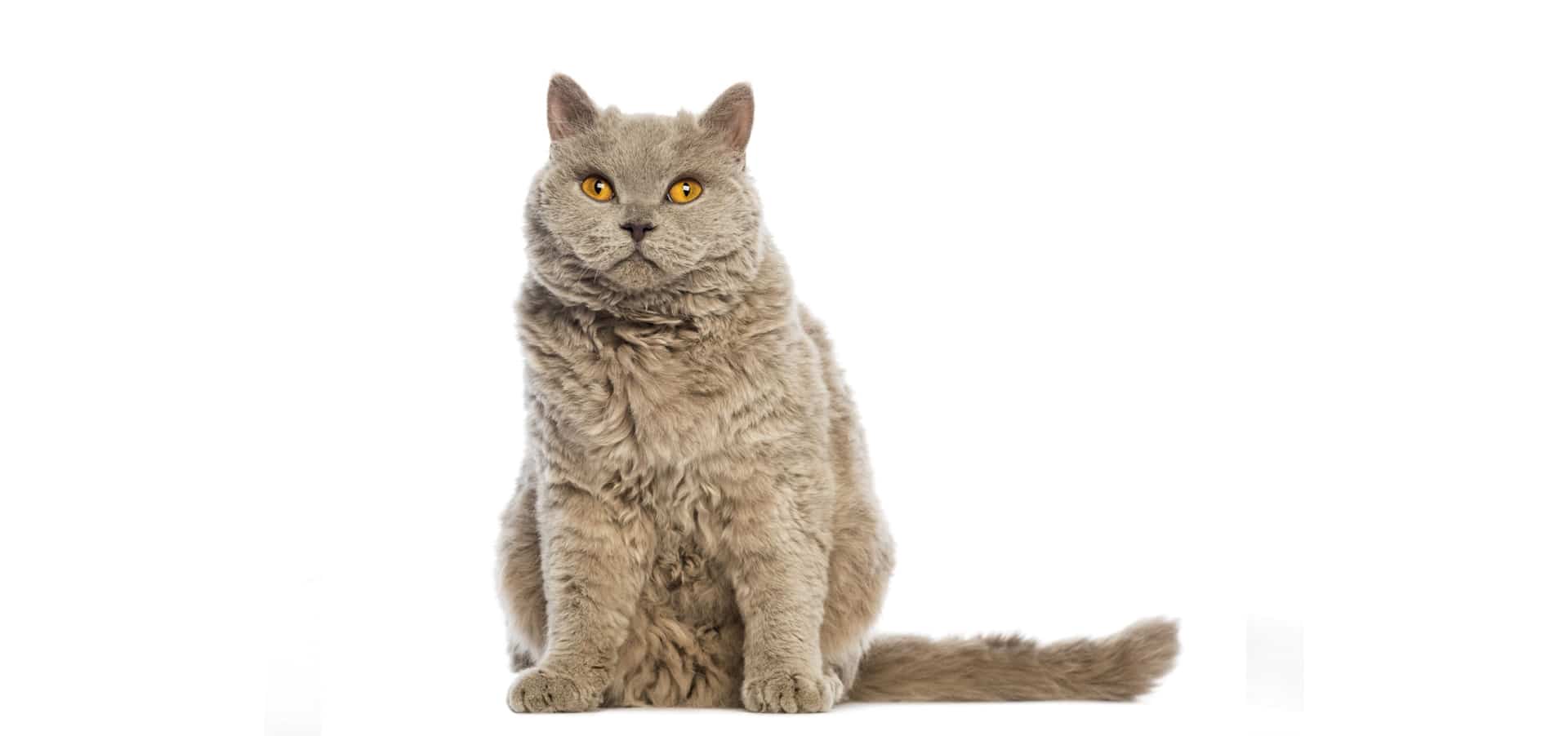 塞尔凯克卷毛猫 - 品种图片