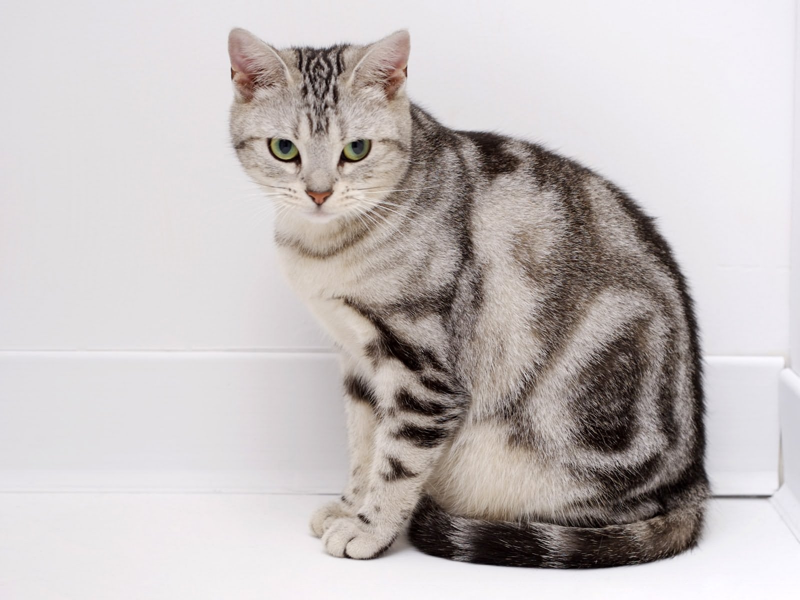 American Shorthair - breed photo