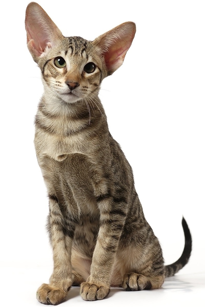 东方猫 - 品种图片