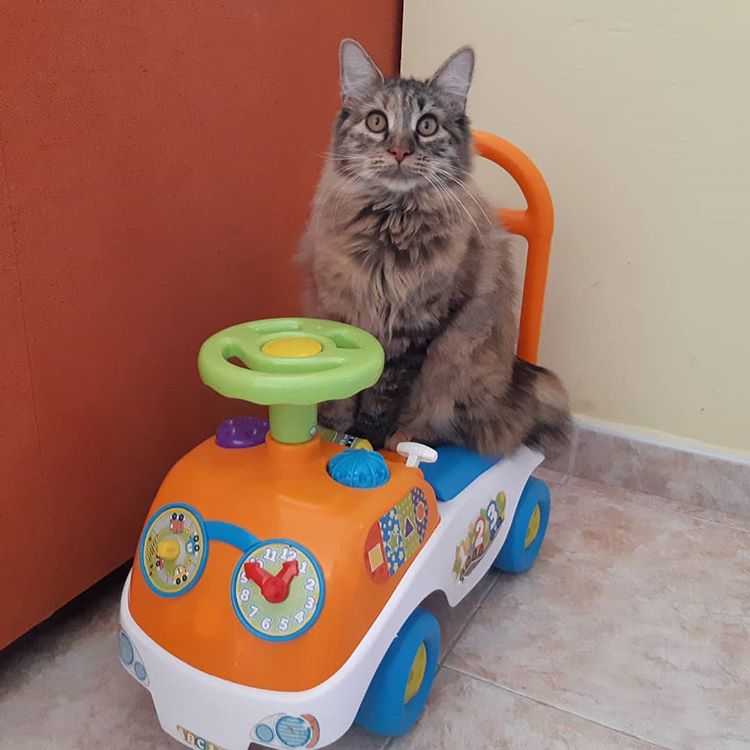 Kurilian - breed photo