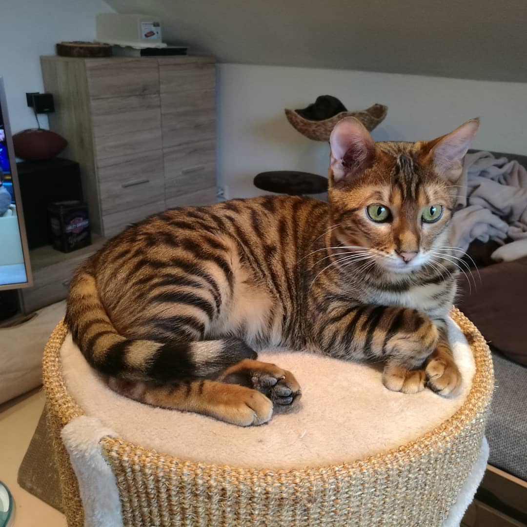 玩具虎猫 - 品种图片