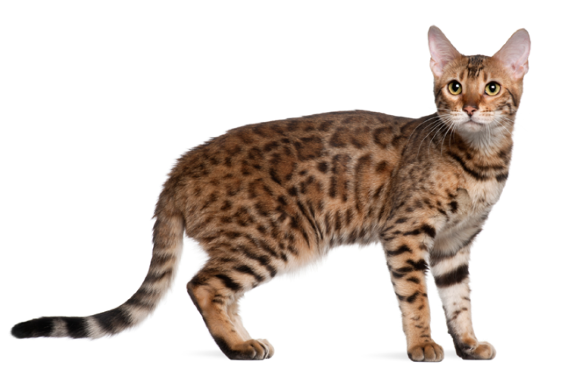 Bengal - breed photo