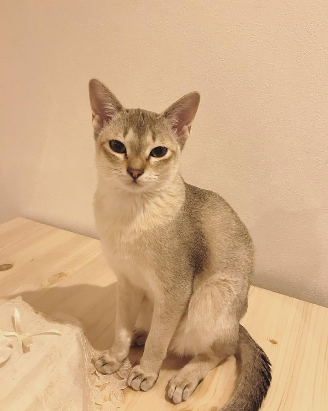 新加坡猫 - 品种图片
