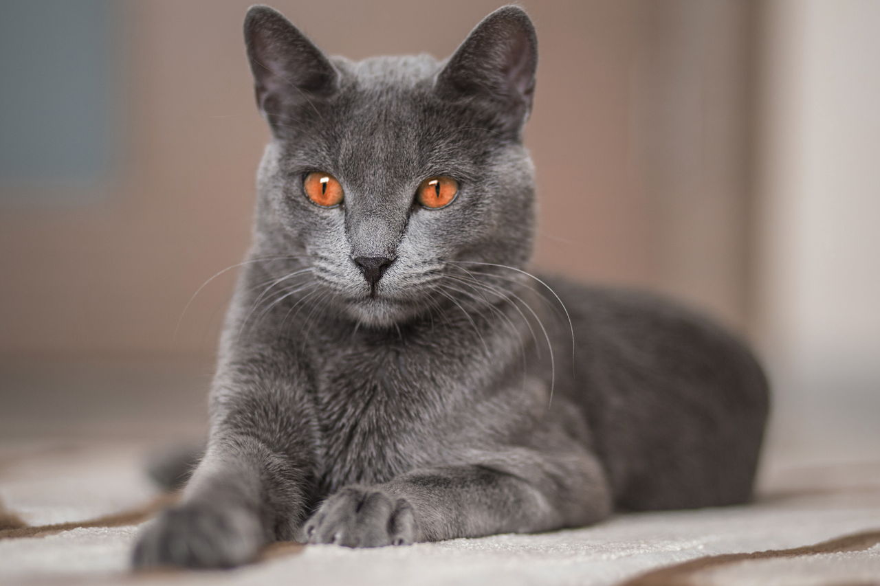 俄罗斯蓝猫 - 品种图片