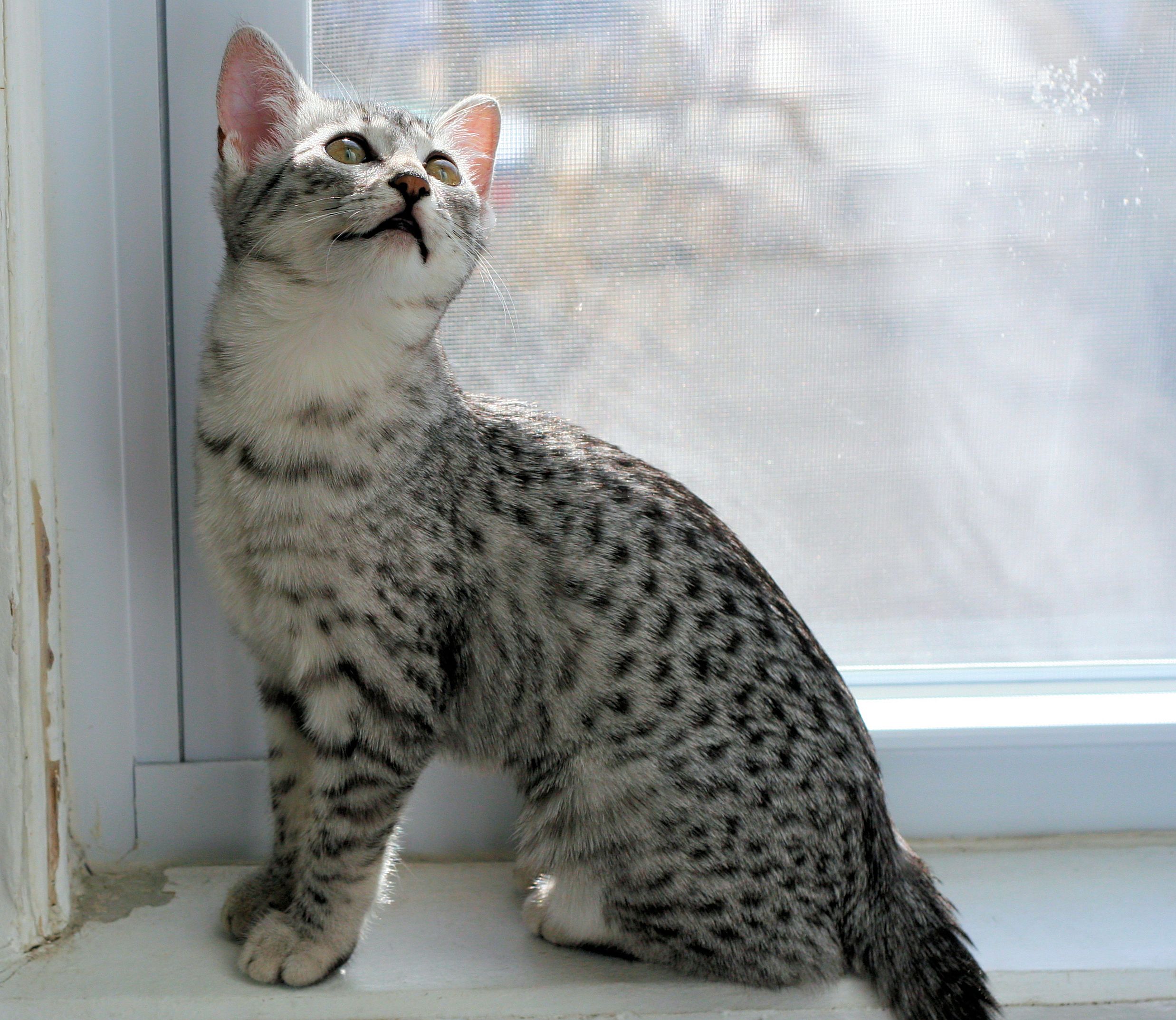 Egyptian Mau - breed photo