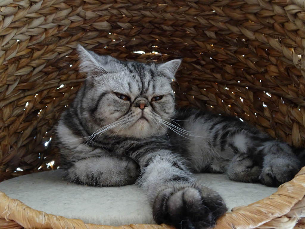 Exotic Shorthair - breed photo