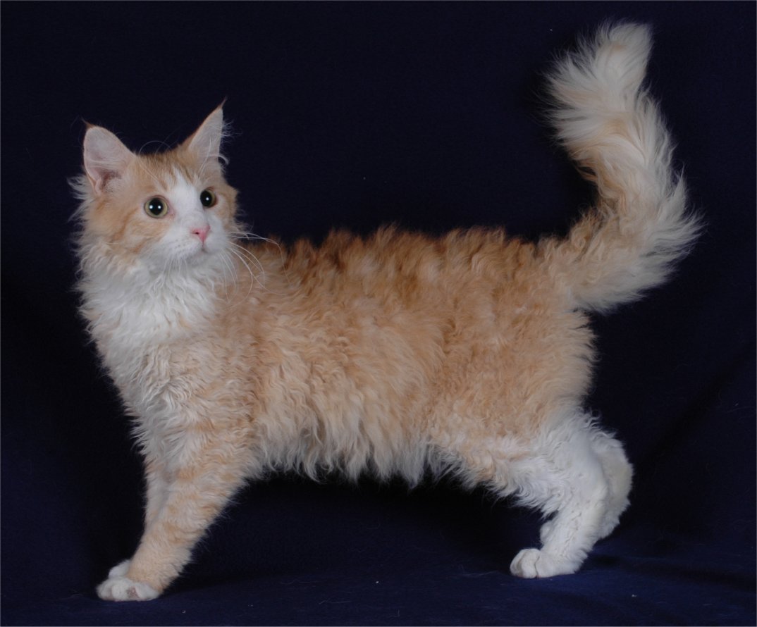 LaPerm - breed photo