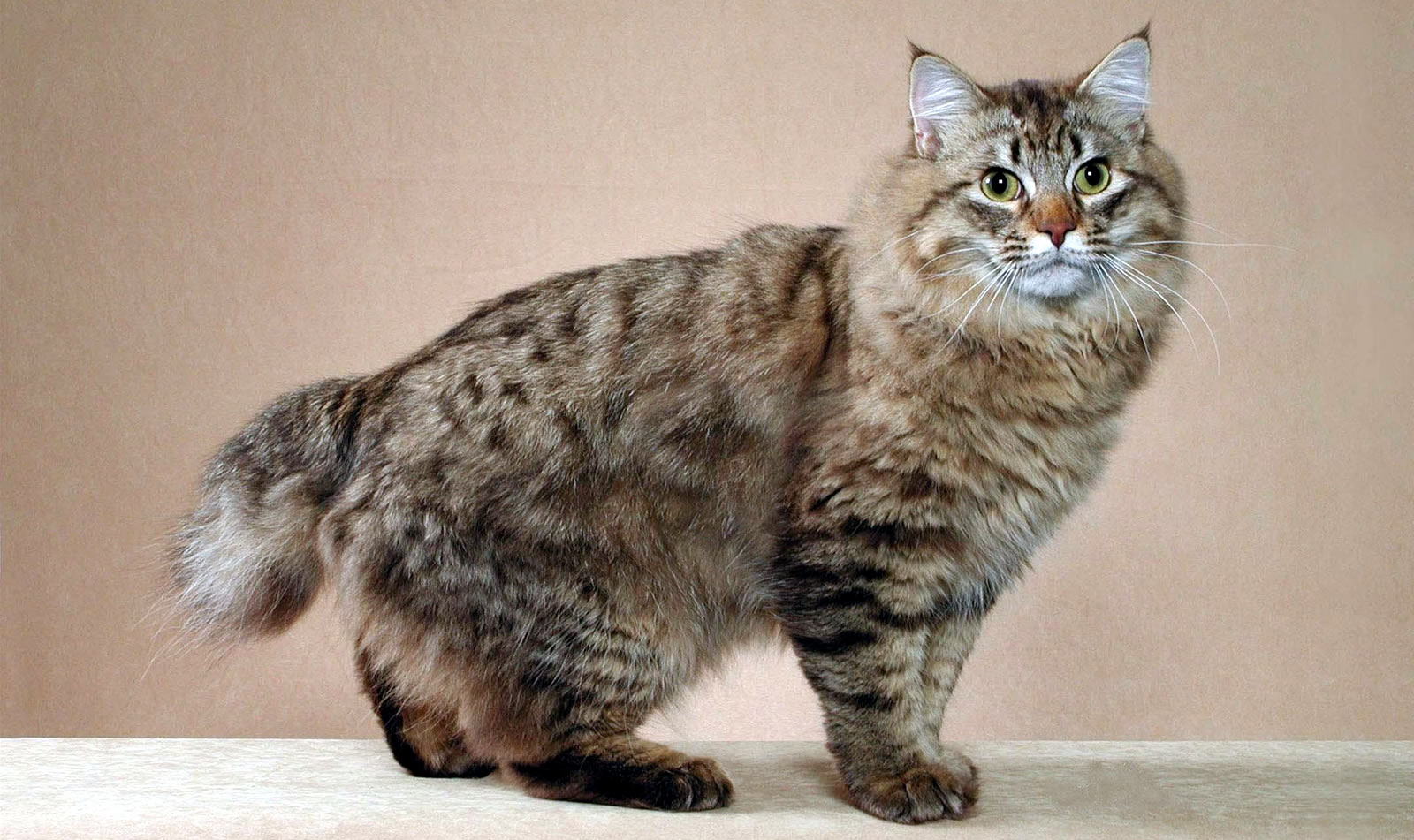 American Bobtail - breed photo