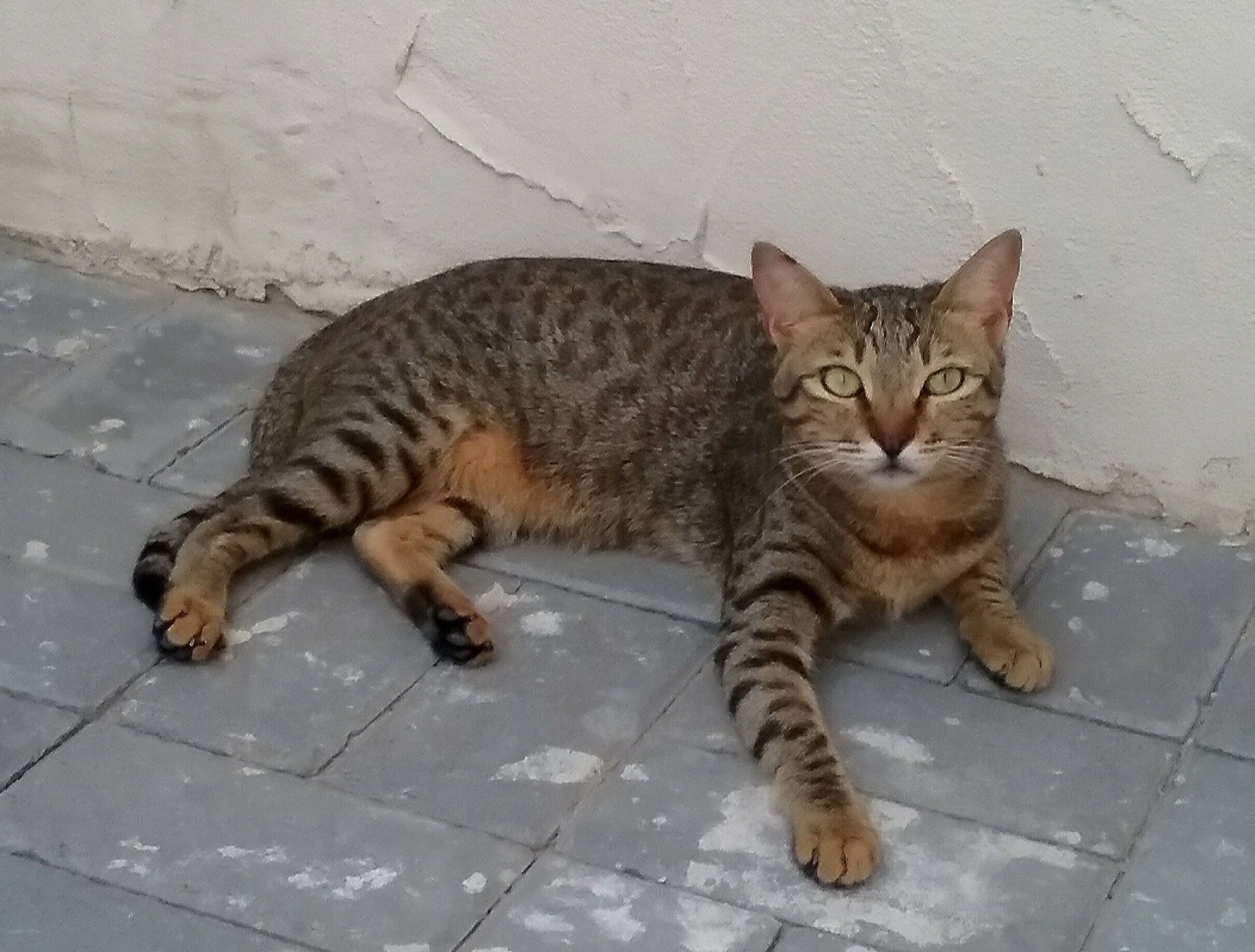 Arabian Mau - breed photo