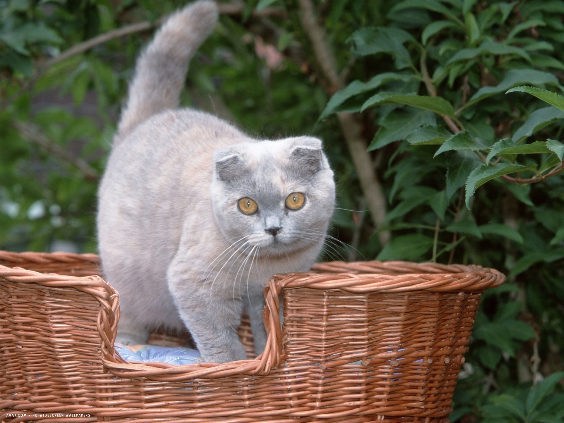 苏格兰折耳猫 - 品种图片