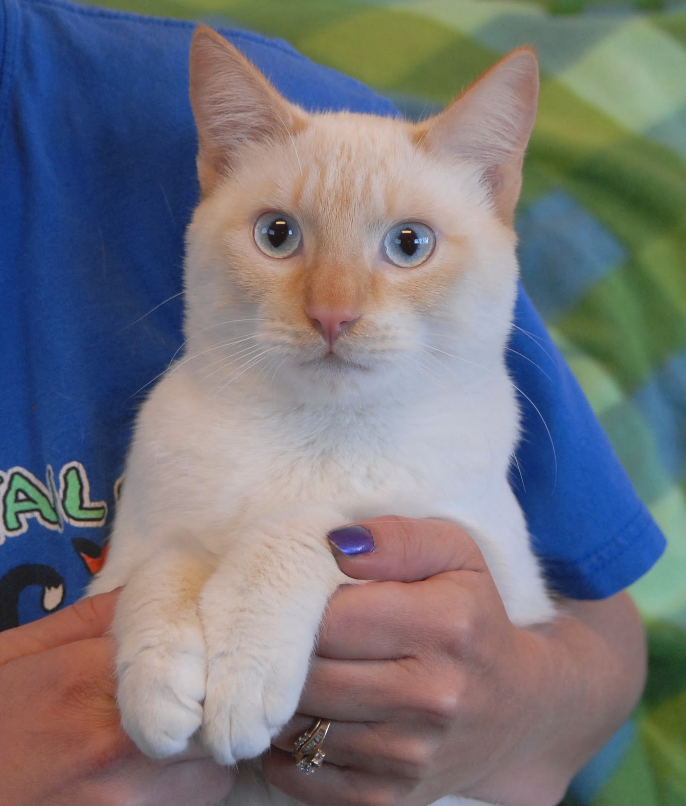 Colorpoint Shorthair