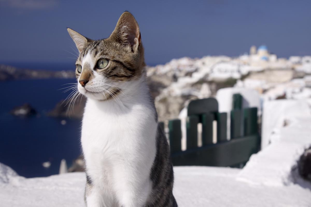 Aegean - breed photo