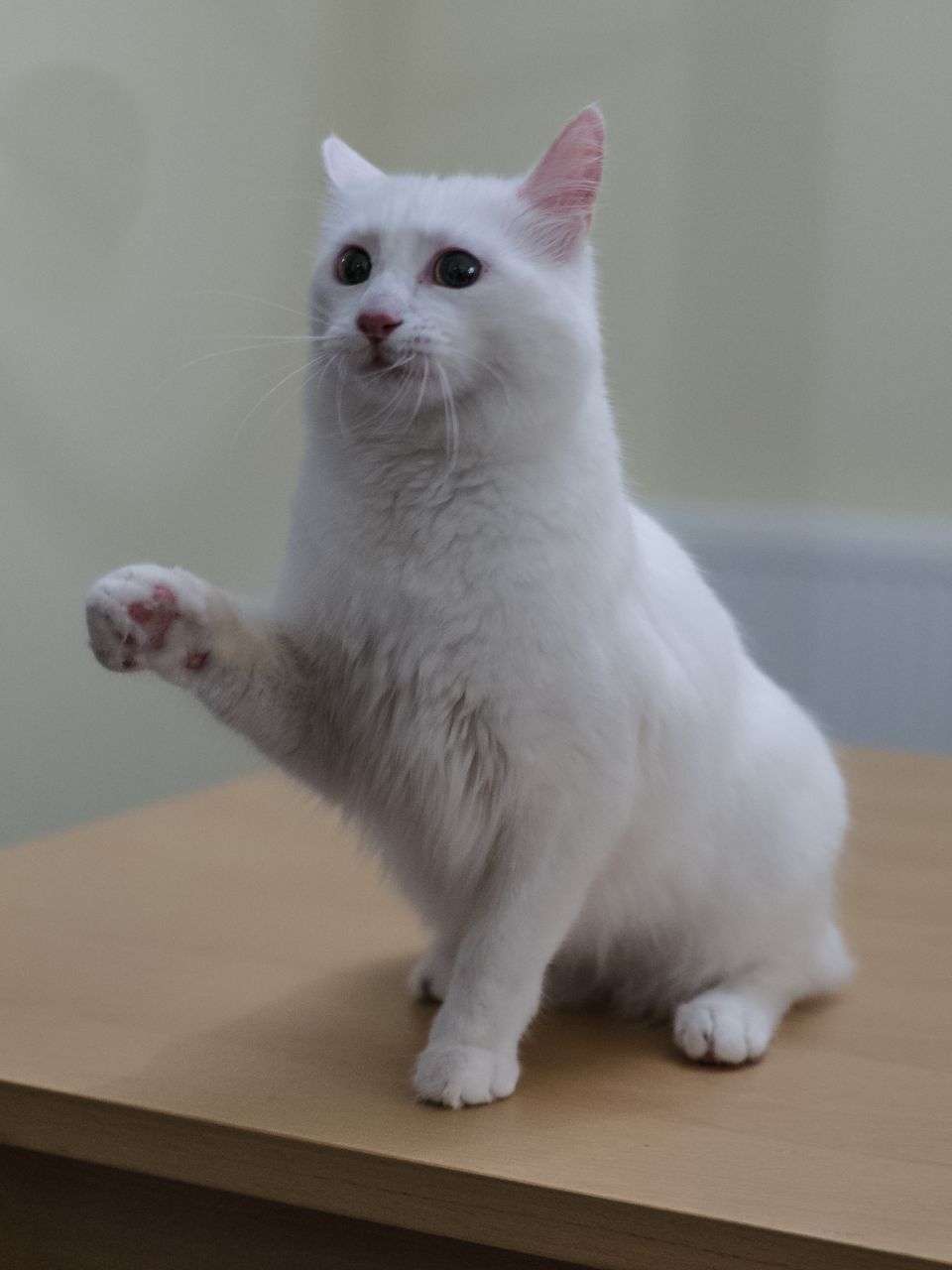 土耳其梵猫 - 品种图片
