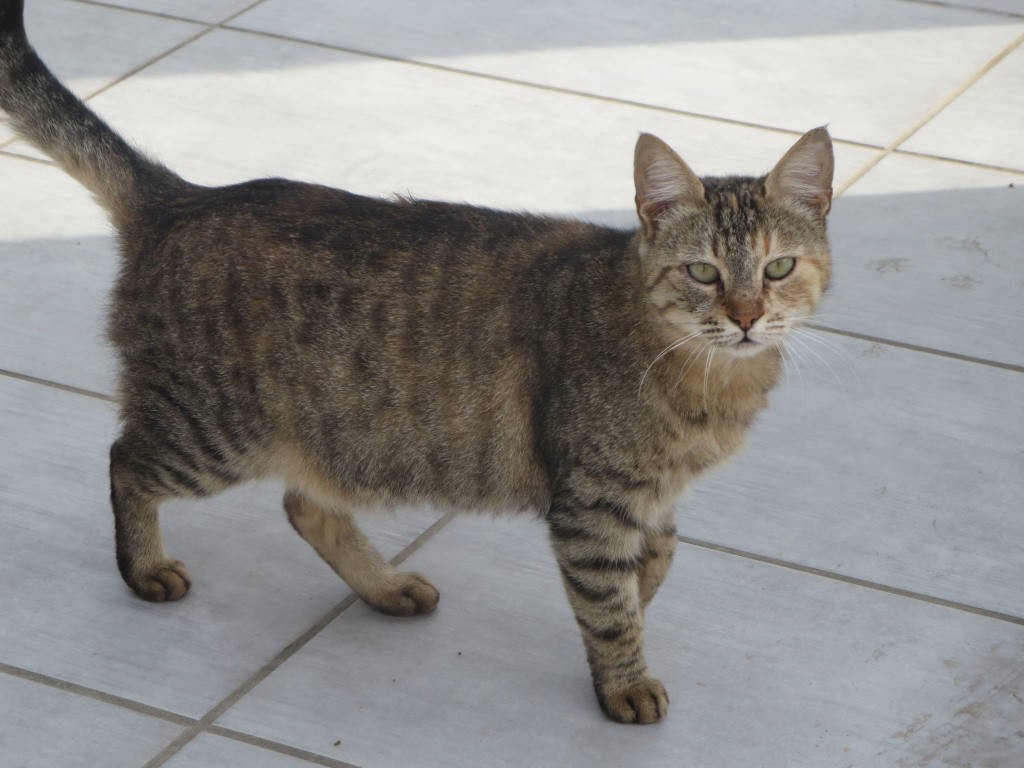 Cyprus - breed photo