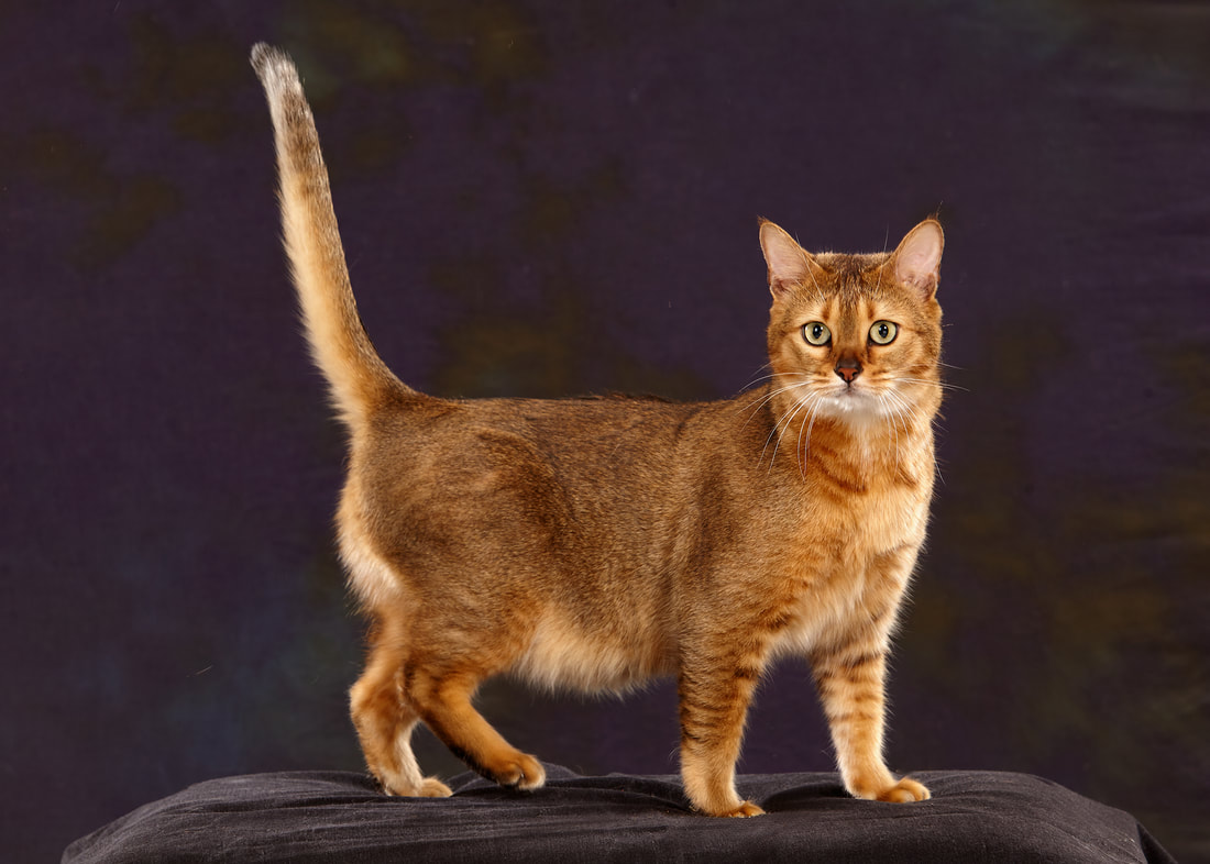 Chausie