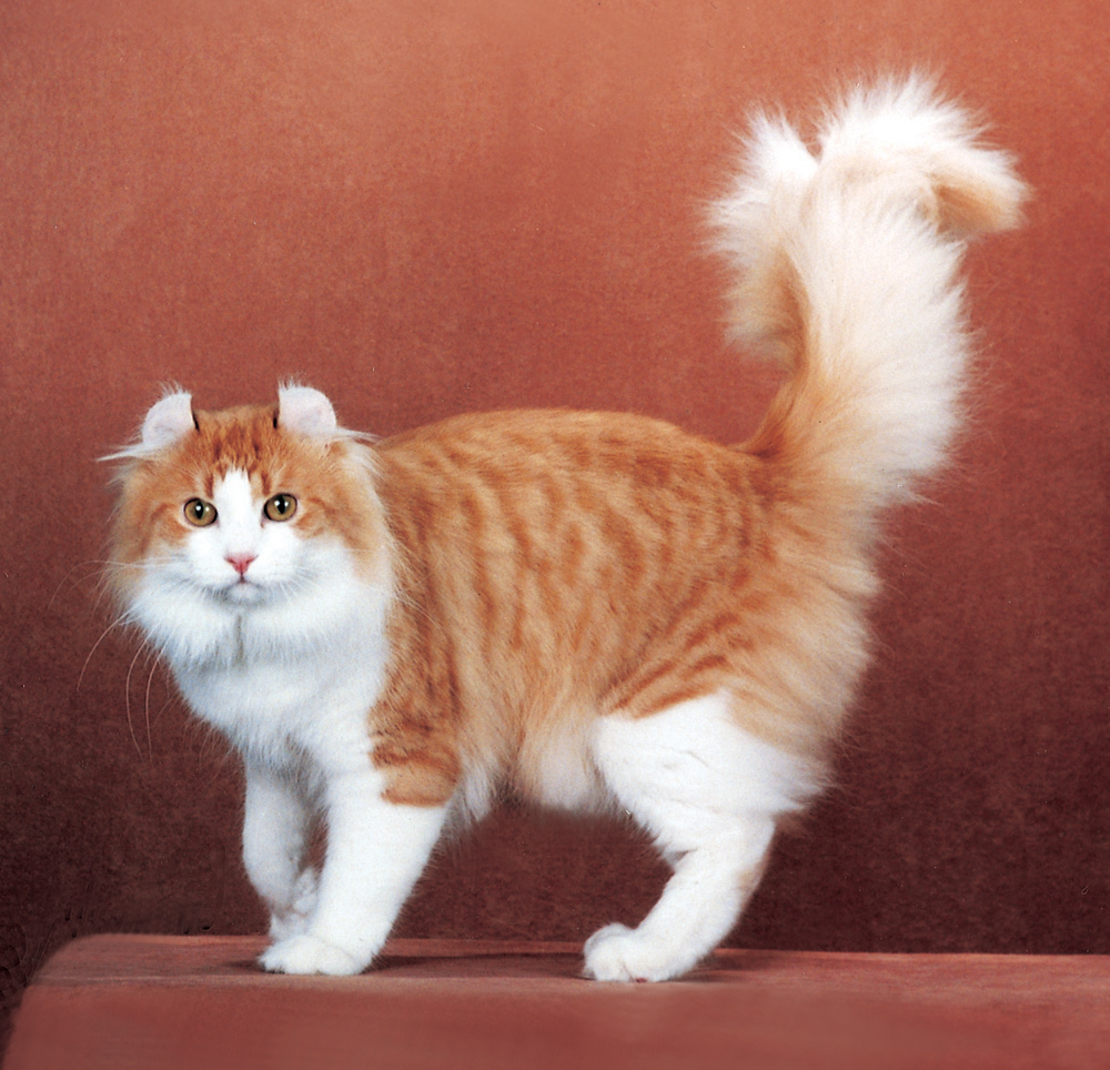 American Curl - breed photo