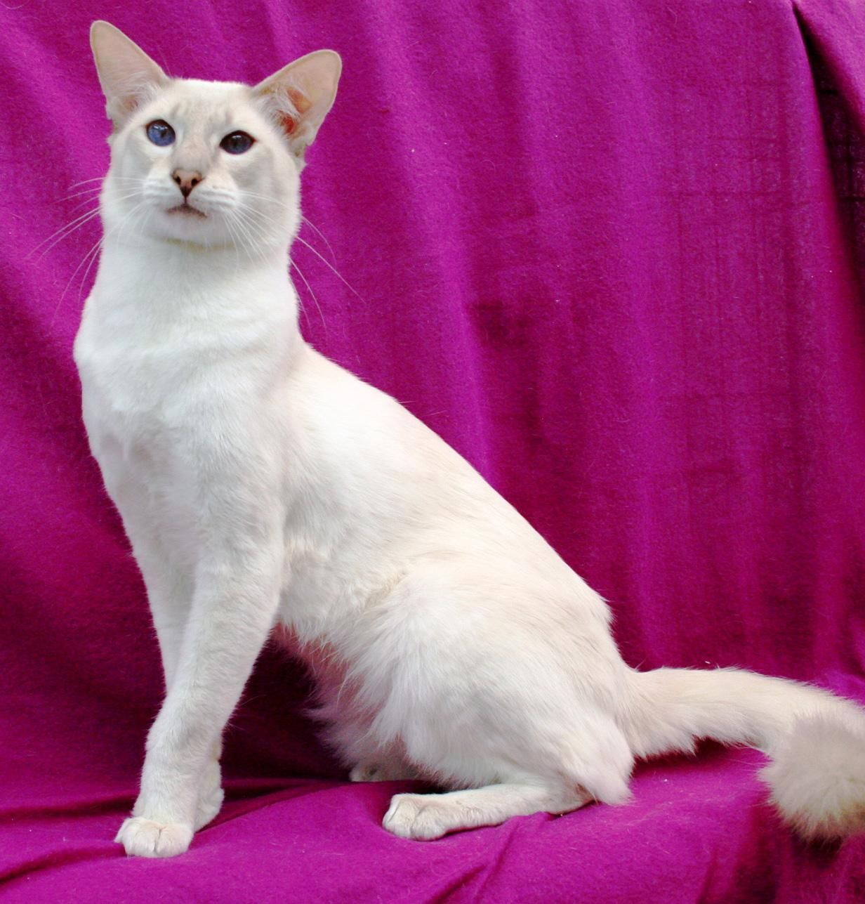 Javanese - breed photo