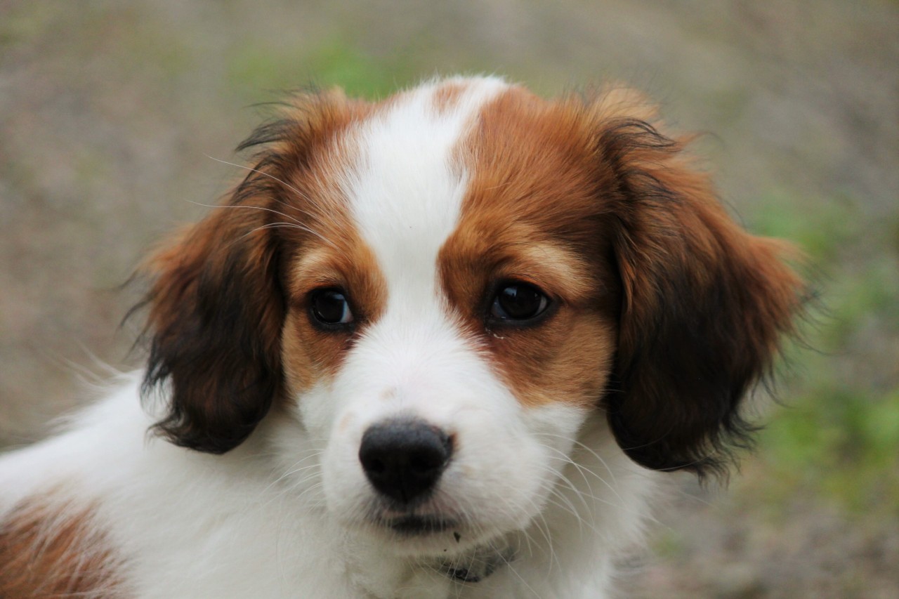 Rat Terrier
