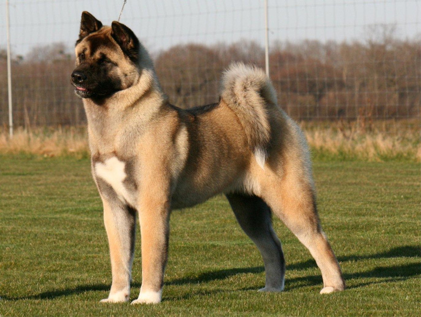 New Zealand Heading Dog