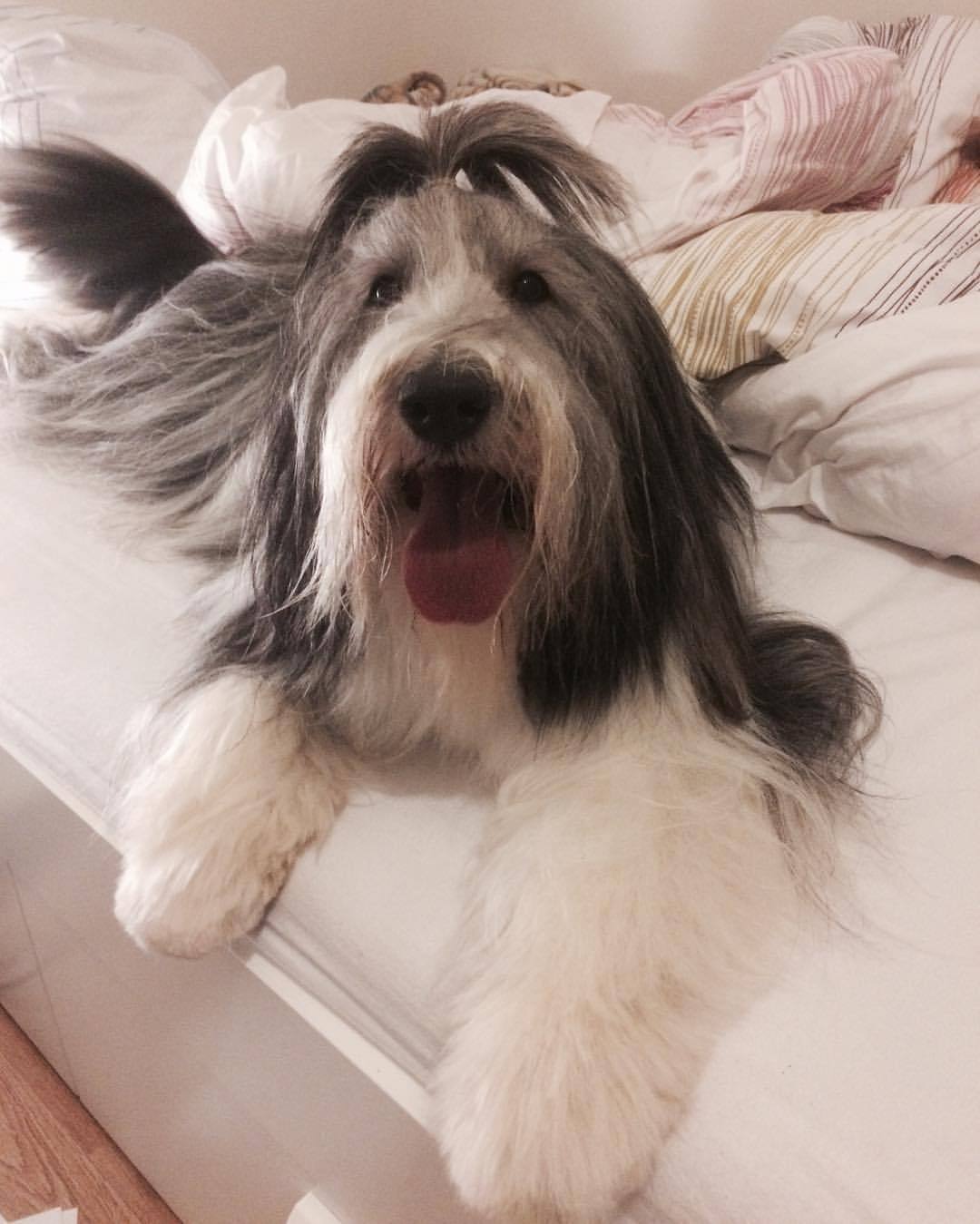 Croatian Sheepdog - breed photo