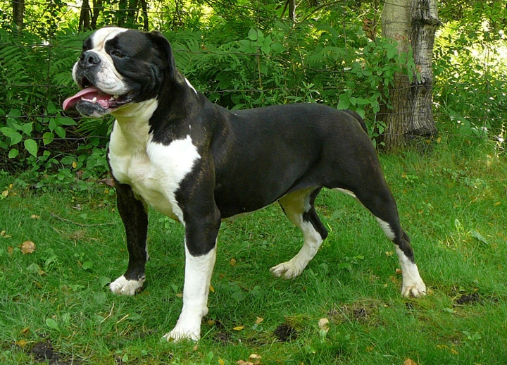 巴斯克牧羊犬 - 品种图片