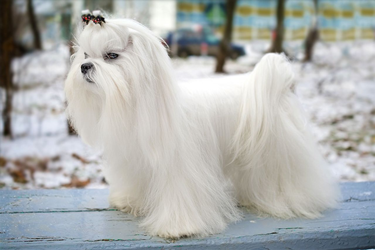 西郡哈利犬 - 品种图片