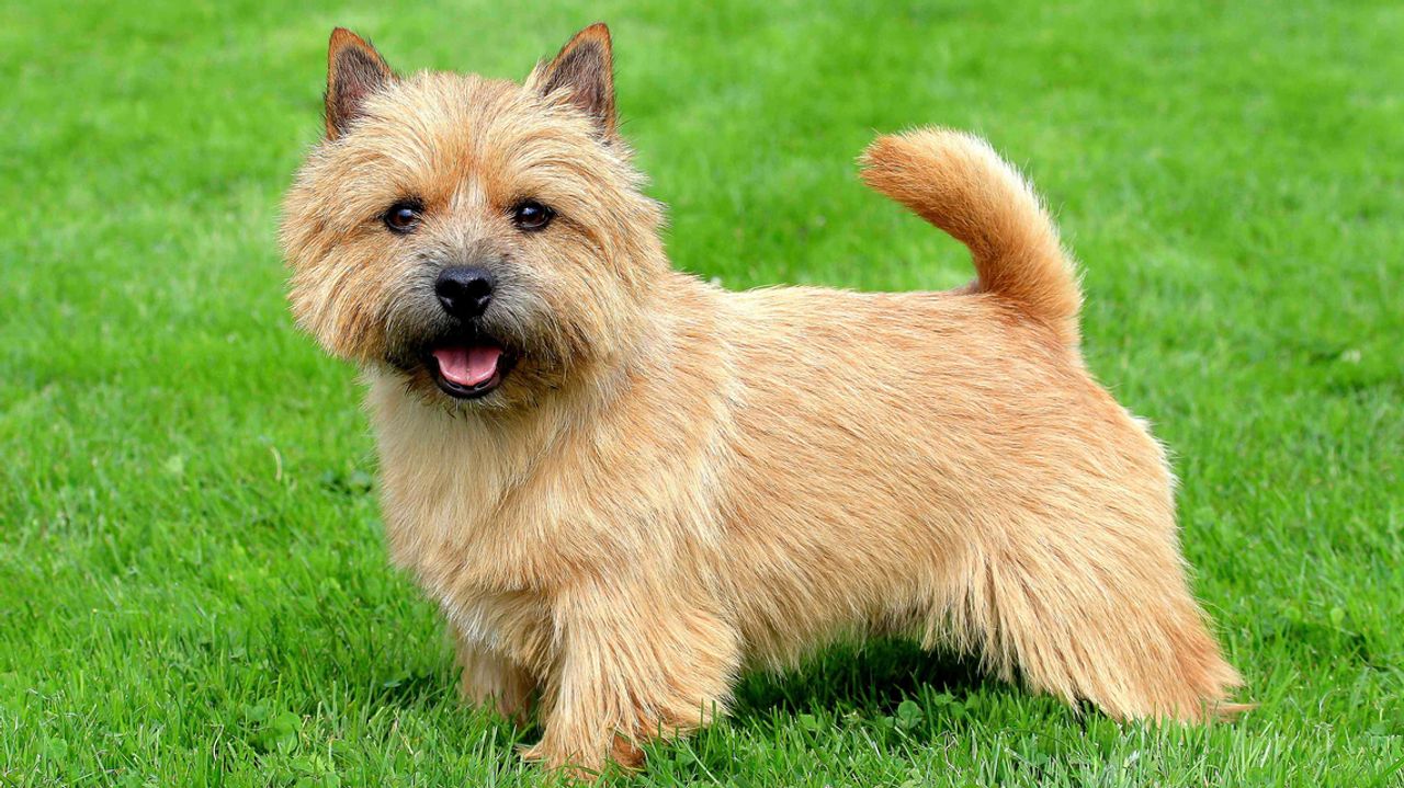 Sinhala Hound