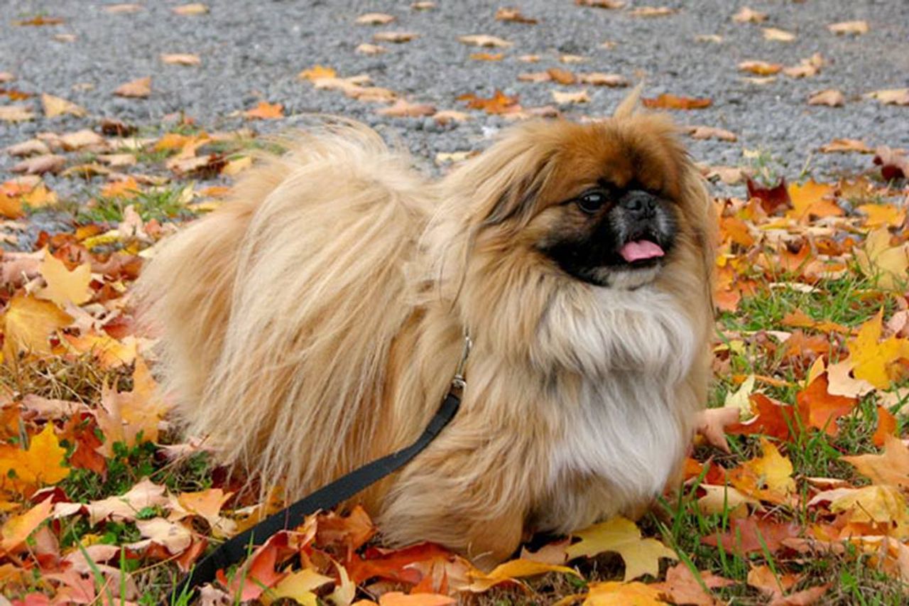 Small Münsterländer