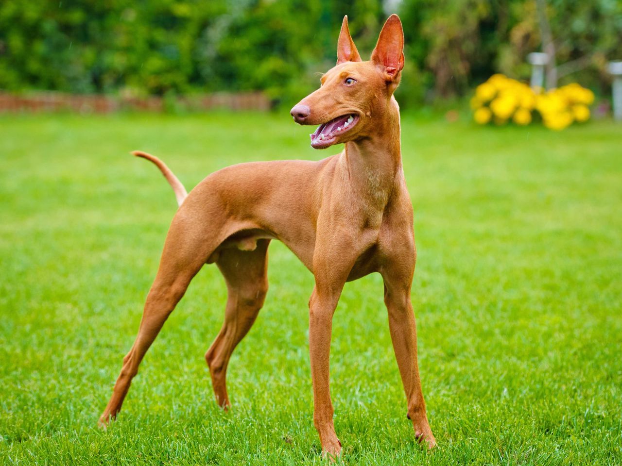 American Foxhound - breed photo