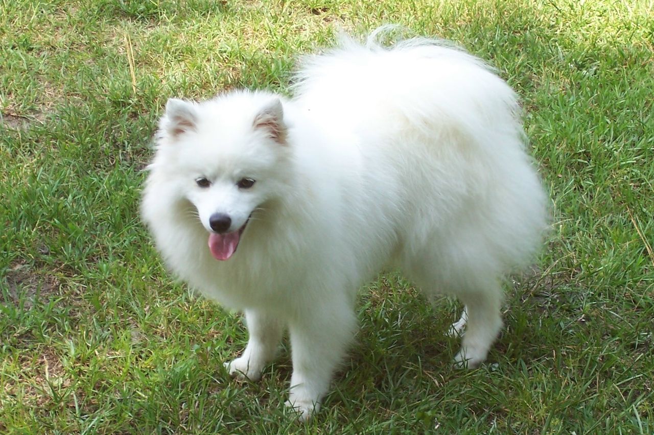 特塞拉岛犬 - 品种图片