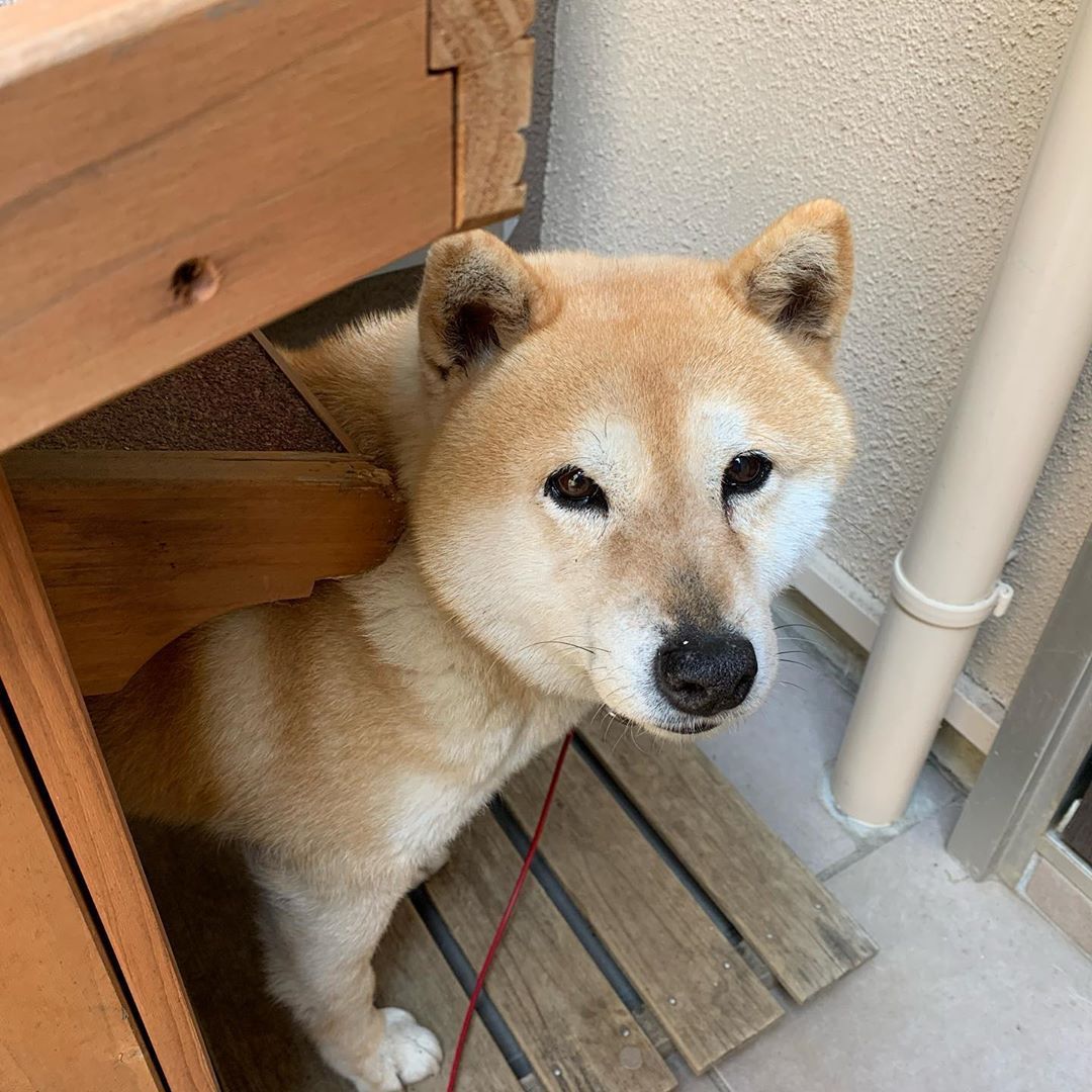 南非獒犬 - 品种图片