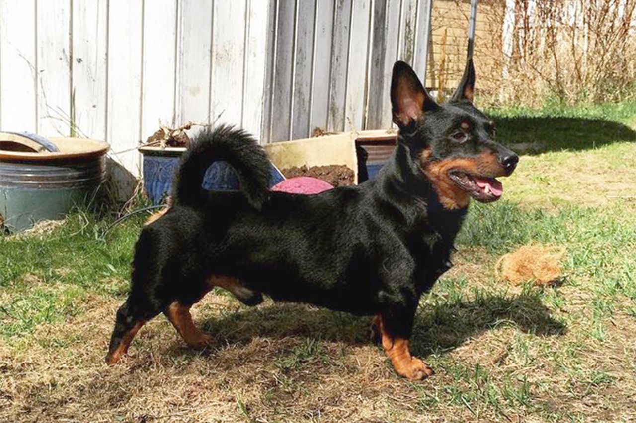 Armant - breed photo