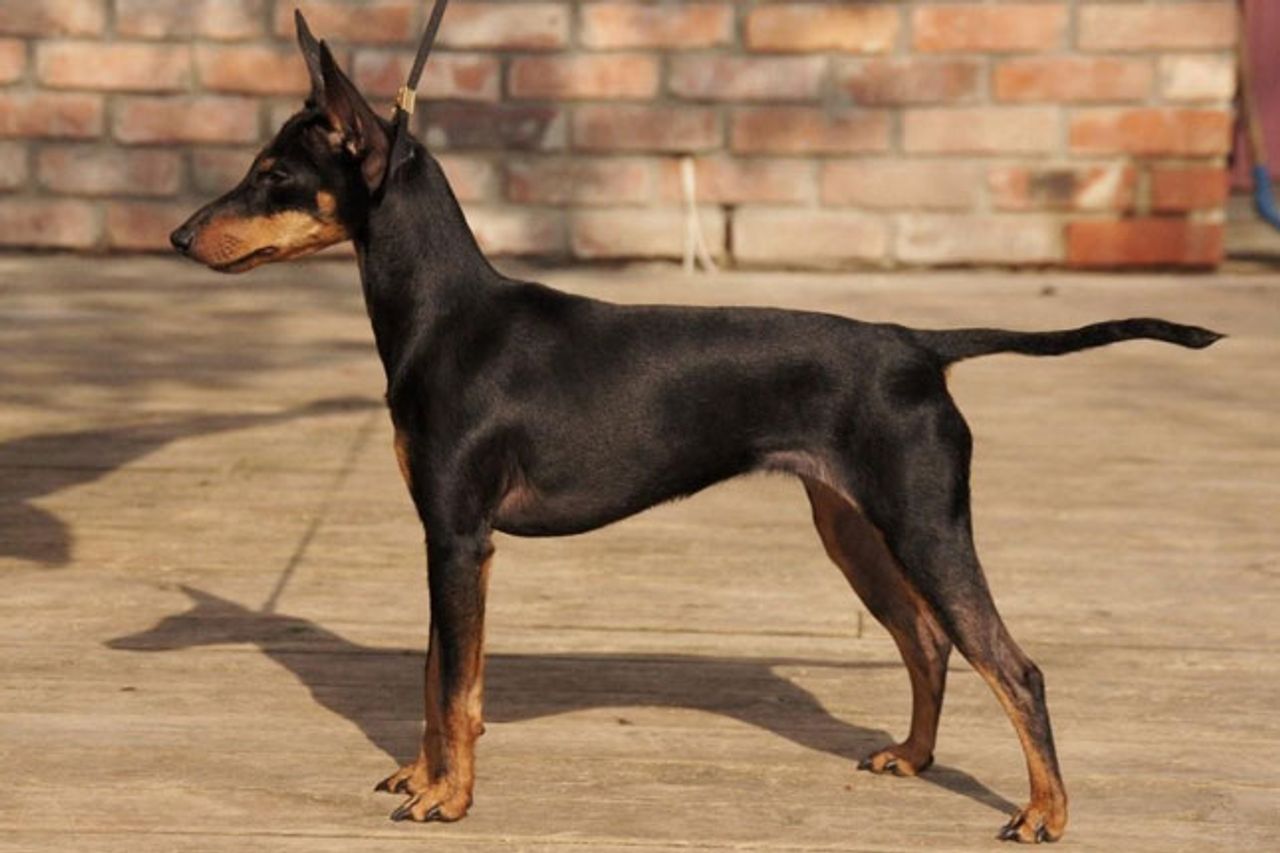 American Leopard Hound - breed photo