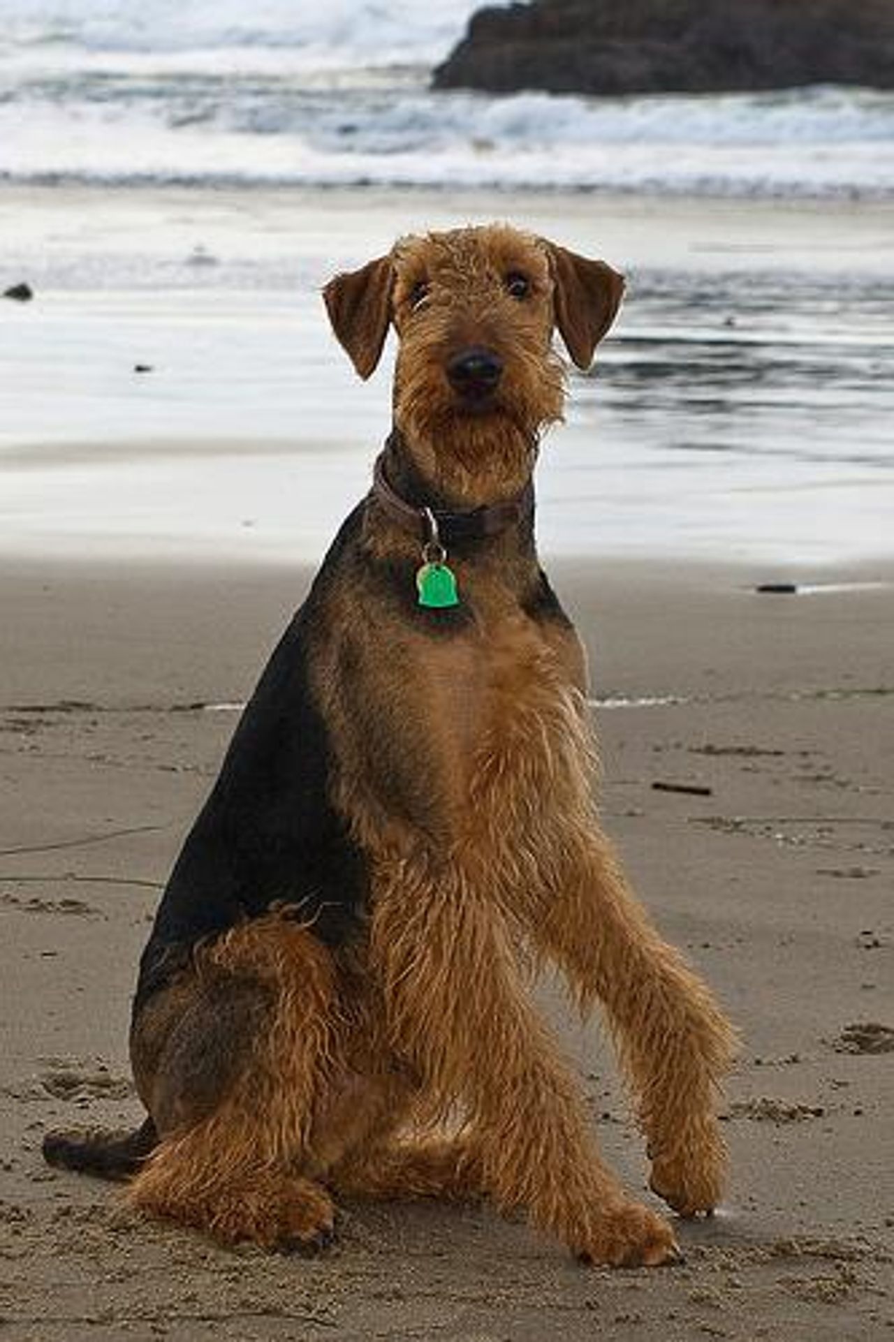 Armenian Gampr - breed photo