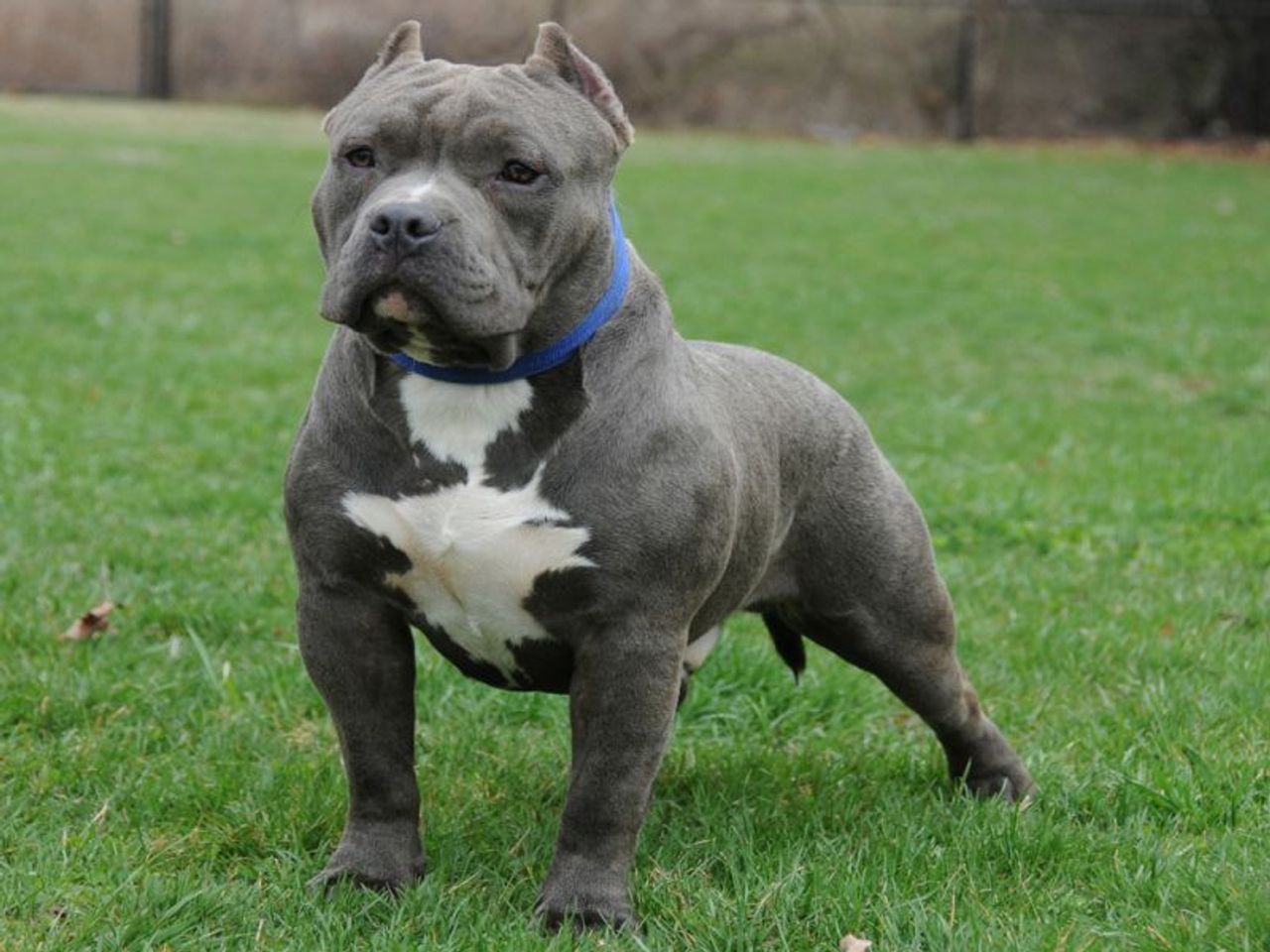 奇拉犬 - 品种图片